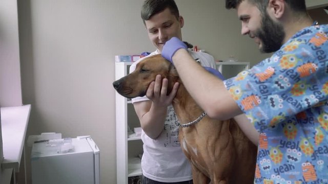 Smiling veterinarian checks the ears of the dog