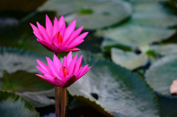 Pink Lotus Flower in the river gardent.