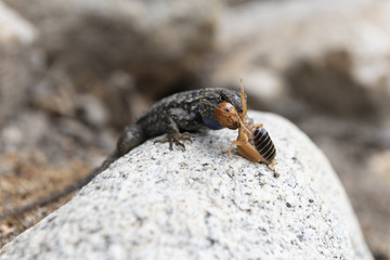lizard eating a bug