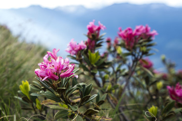 close up of alp roses (alpenrosen) in south tyrol with blurred out background