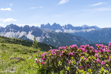 Fototapeta na wymiar alpenrosen on the plose with view on the italian dolomites (Geisler Alps)