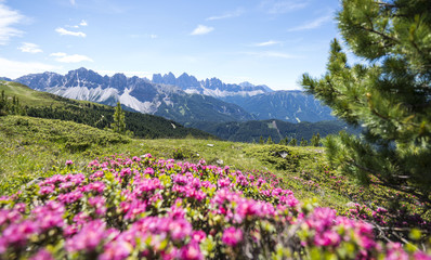 Obraz premium alpenrosen on the plose with view on the italian dolomites (Geisler Alps)