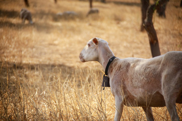 Obraz premium Sheep is grazing on a summer meadow