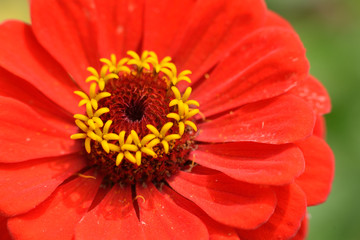 Rote Zinnienblüte in der  Abendsonne