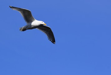 Obraz premium flying seagull with spread wings closeup on blue sky background