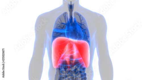 Human Body Diagram Diaphragm - Human Anatomy