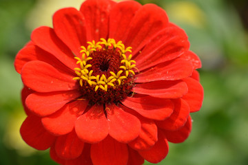Rote Zinnienblüte in der  Abendsonne