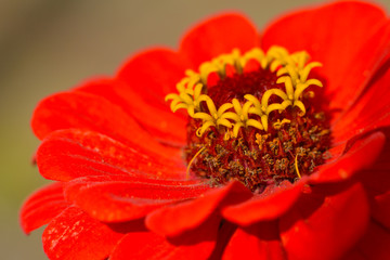 Rote Zinnienblüte in der  Abendsonne