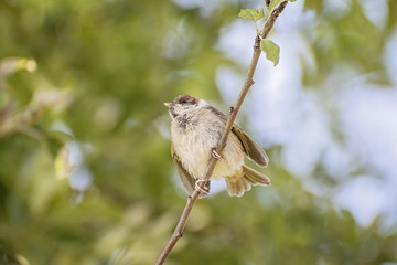 Eurasian tree sparrow,  Passer montanus