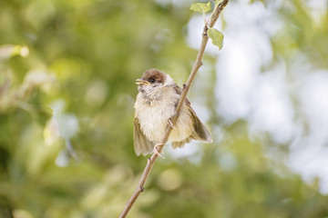 Eurasian tree sparrow,  Passer montanus