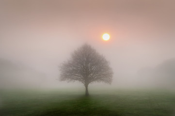 Single Tree at Sunrise