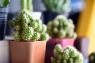 Small cactus in a pot for home decoration in blur background. Cactus in a small pot.