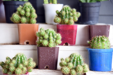Small cactus in a pot for home decoration in blur background. Cactus in a small pot.