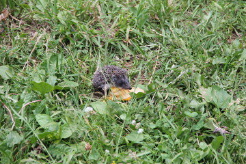 Little hedgehog