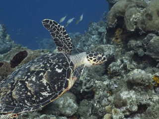 Obraz na płótnie Canvas Hawksbill Sea Turtle swim in coral reef in the Caribbean Sea at scuba dive around Curacao /Netherlands Antilles