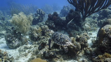 Naklejka na ściany i meble Hawksbill Sea Turtle swim in coral reef in the Caribbean Sea at scuba dive around Curacao /Netherlands Antilles