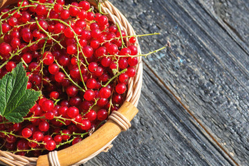 Red currant in knitted basket top view