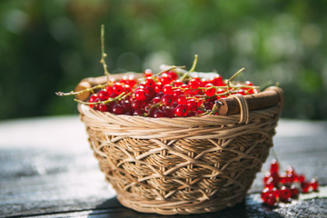 Red currant in a wicker basket