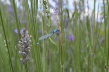 libellula su prato di lavanda