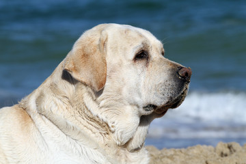 sweet yellow labrador playing at the sea portrait