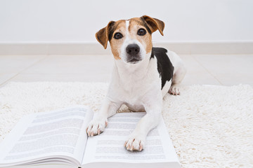 Smart cute jack russell terrier dog lying with open book looking at camera. Back to school concept,...