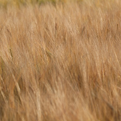 ears of rye in a summer sunny field