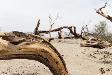 death valley dead trees