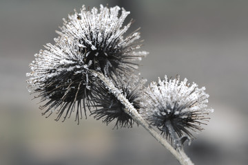 frozen flowers
