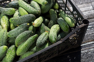 Ripe cucumbers in the box