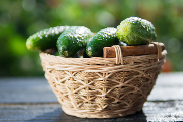 Ripe cucumbers in the basket