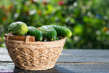 Ripe cucumbers in the basket