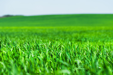 Obraz premium Image of a landscape of a green grass or wheat field and a blue sky with patterns from the clouds. The concept of serenity of ecology and spring
