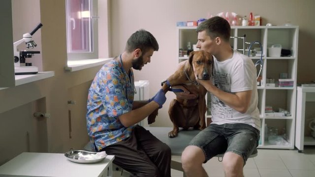 Handsome veterinarian wearing gloves makes an injection of a dog