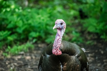Upper Half of an Isolated Turkey