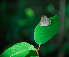 Single Moth on Green Plant