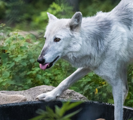 Timber Wolf Drinking Water