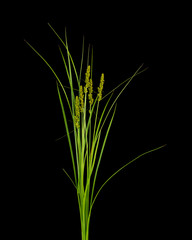Sedge plant isolated in a studio on a black background. 