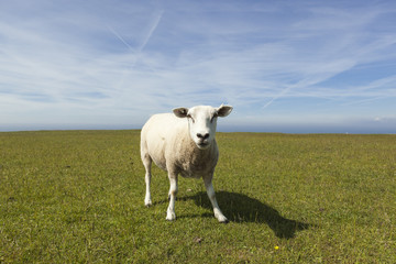 Fototapeta premium Einzelnes Schaf vor endlosem Horizont. Sheep in front of endless horizon.