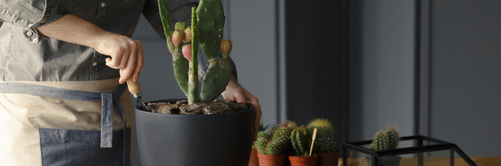 Close-up of gardener fertilizating cactus. Work as a passion and hobby concept