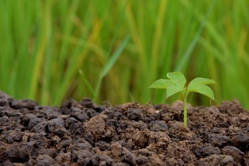 single young tree growing in soil nature on green and yellow nature background, put on the right, trees nature concept idea.