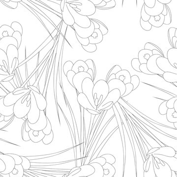 White Crocus Flower Outline on White Background