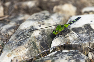 Green dragonfly
