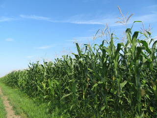 Green corn field and blue sky with white clouds