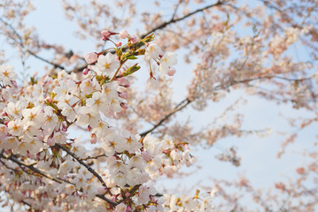 桜　春　素材