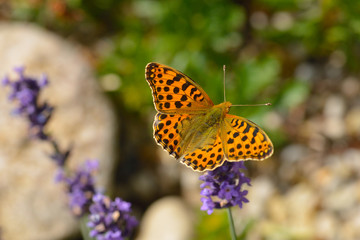 Kleiner Perlmuttfalter (Issoria lathonia)