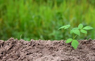 young plant growing in soil put in low right on green nature background.