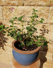 Kapland-Pelargonie, Umckaloabo, Pelargonium, reniforme,