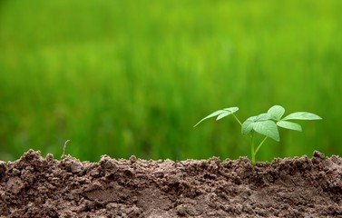 young plant growing in soil put in low right on green nature background.