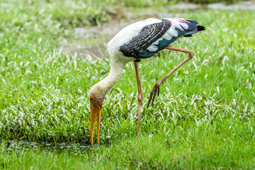 Painted stork bird eating in nature
