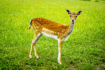 deer with grass background deer close-up deer wildlife 